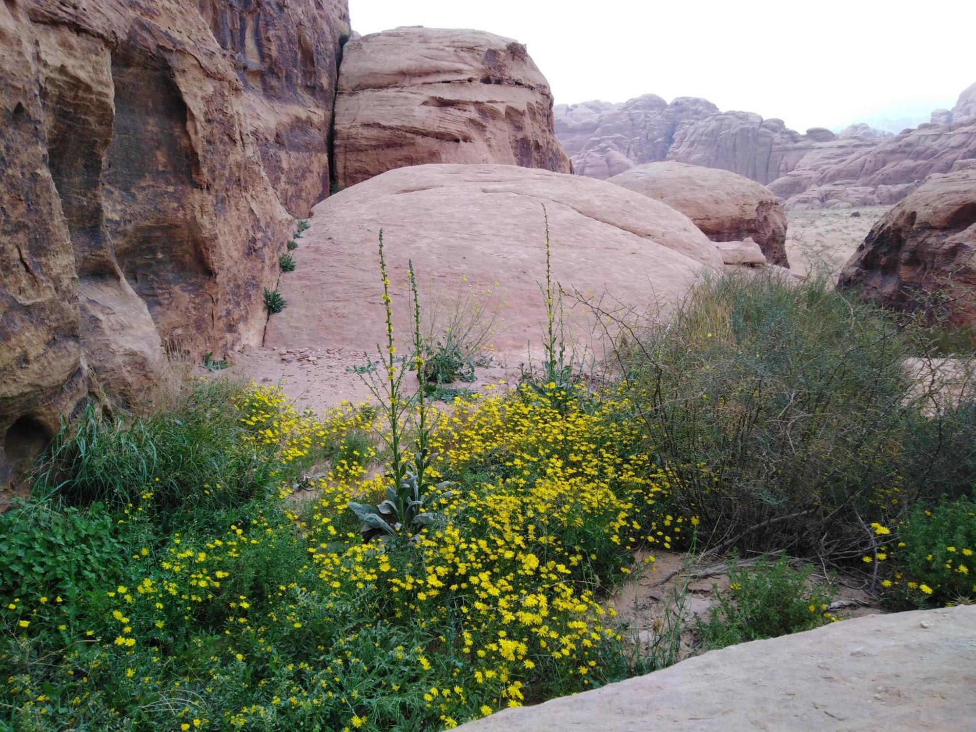 Welcome To Wadi Rum Camp Extérieur photo